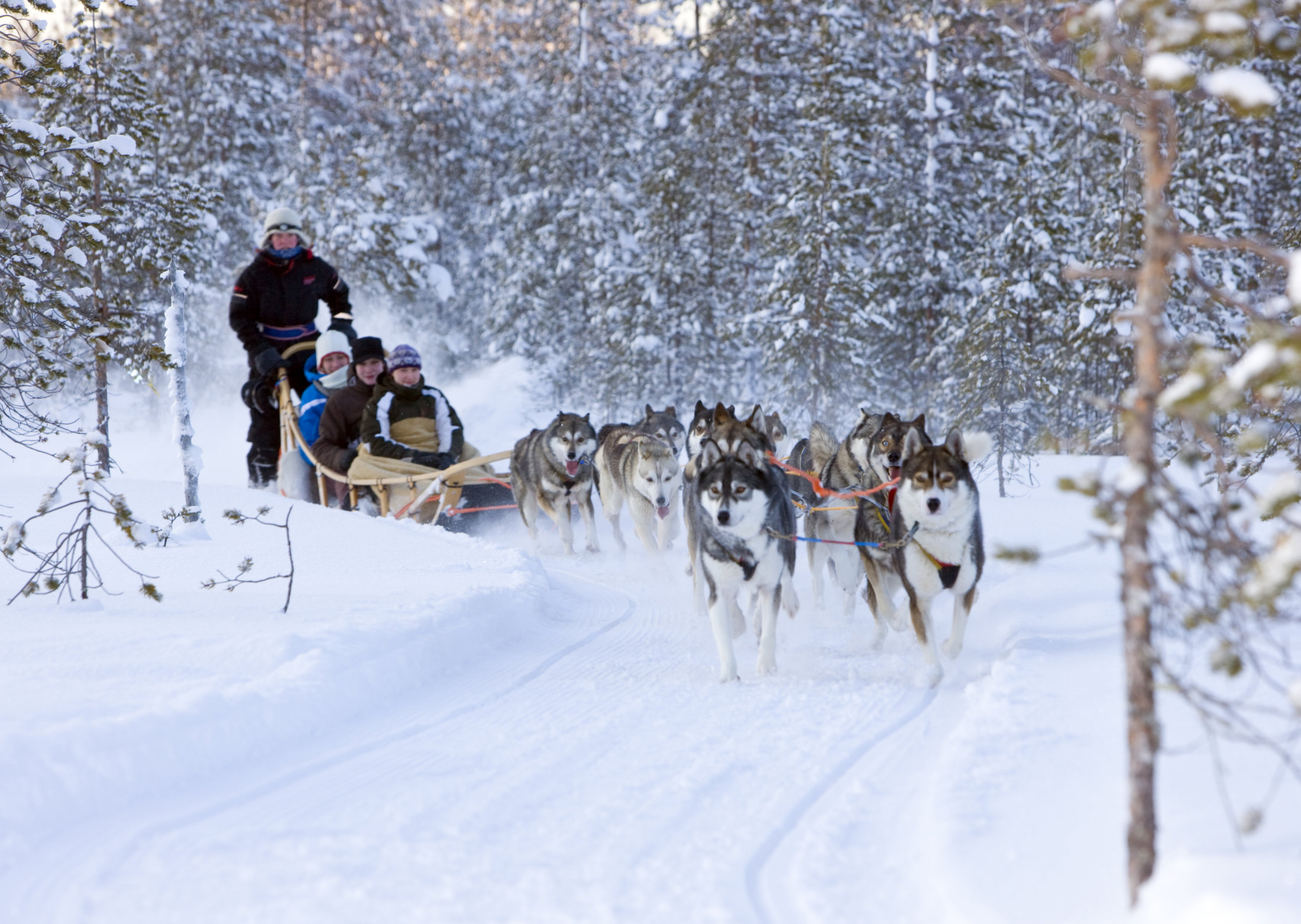 husky-tour-rovaniemi-1-1.jpg